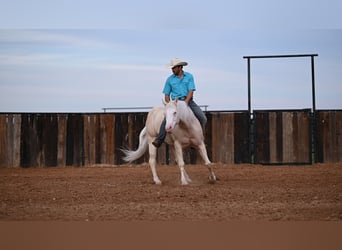 American Quarter Horse, Wallach, 8 Jahre, 150 cm, Cremello