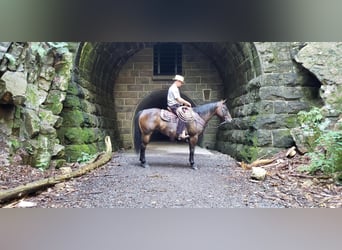 American Quarter Horse, Wallach, 8 Jahre, 150 cm, Dunkelbrauner
