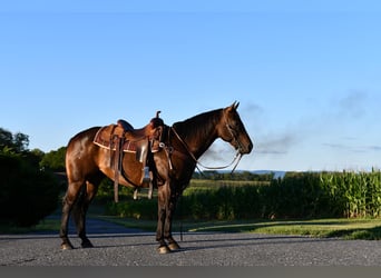 American Quarter Horse, Wallach, 8 Jahre, 150 cm, Dunkelbrauner