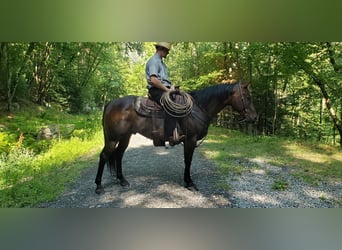 American Quarter Horse, Wallach, 8 Jahre, 150 cm, Dunkelbrauner