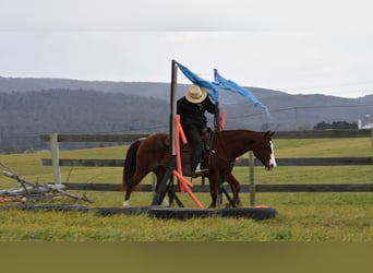American Quarter Horse, Wallach, 8 Jahre, 150 cm, Dunkelfuchs