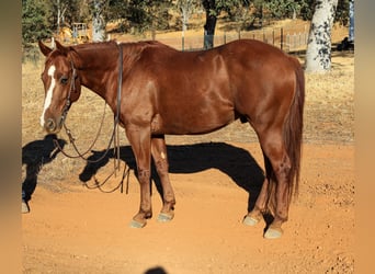 American Quarter Horse, Wallach, 8 Jahre, 150 cm, Dunkelfuchs