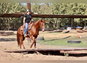 American Quarter Horse, Wallach, 8 Jahre, 150 cm, Dunkelfuchs