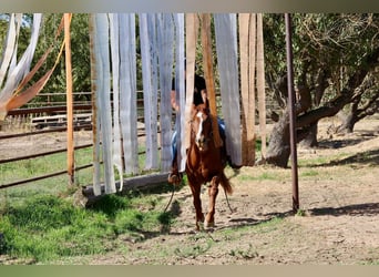 American Quarter Horse, Wallach, 8 Jahre, 150 cm, Dunkelfuchs