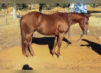 American Quarter Horse, Wallach, 8 Jahre, 150 cm, Dunkelfuchs