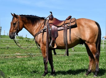 American Quarter Horse, Wallach, 8 Jahre, 150 cm, Falbe