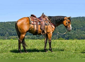 American Quarter Horse, Wallach, 8 Jahre, 150 cm, Falbe