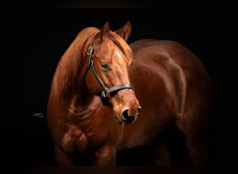 American Quarter Horse, Wallach, 8 Jahre, 150 cm, Fuchs