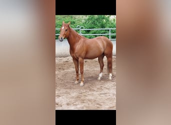 American Quarter Horse, Wallach, 8 Jahre, 150 cm, Fuchs