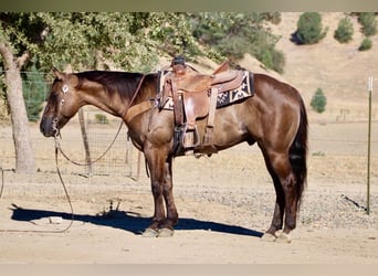 American Quarter Horse, Wallach, 8 Jahre, 150 cm, Grullo