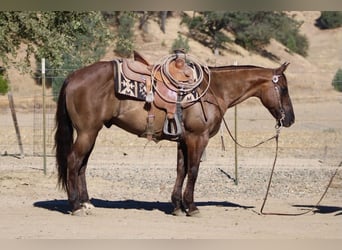American Quarter Horse, Wallach, 8 Jahre, 150 cm, Grullo