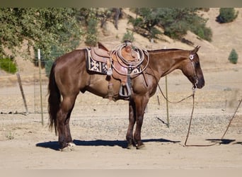American Quarter Horse, Wallach, 8 Jahre, 150 cm, Grullo