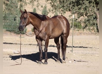 American Quarter Horse, Wallach, 8 Jahre, 150 cm, Grullo