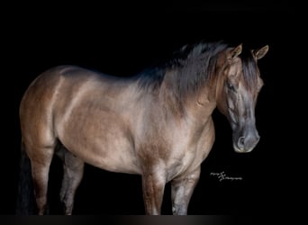 American Quarter Horse, Wallach, 8 Jahre, 150 cm, Grullo