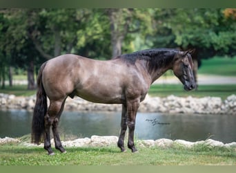 American Quarter Horse, Wallach, 8 Jahre, 150 cm, Grullo