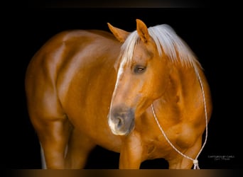 American Quarter Horse, Wallach, 8 Jahre, 150 cm, Palomino