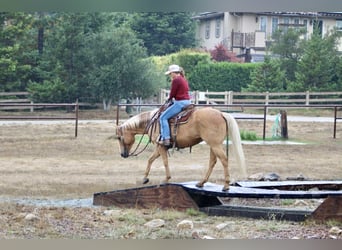 American Quarter Horse, Wallach, 8 Jahre, 150 cm, Palomino