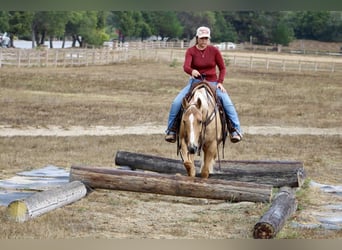 American Quarter Horse, Wallach, 8 Jahre, 150 cm, Palomino