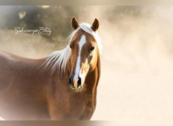 American Quarter Horse, Wallach, 8 Jahre, 150 cm, Palomino