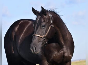 American Quarter Horse, Wallach, 8 Jahre, 150 cm, Rappe