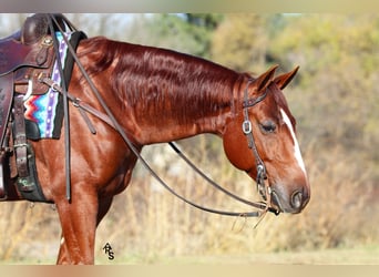 American Quarter Horse, Wallach, 8 Jahre, 150 cm