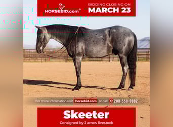 American Quarter Horse, Wallach, 8 Jahre, 150 cm, Roan-Blue