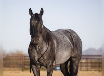 American Quarter Horse, Wallach, 8 Jahre, 150 cm, Roan-Blue