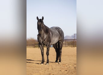 American Quarter Horse, Wallach, 8 Jahre, 150 cm, Roan-Blue