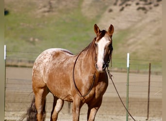 American Quarter Horse, Wallach, 8 Jahre, 150 cm, Roan-Red