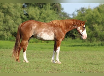 American Quarter Horse, Wallach, 8 Jahre, 150 cm, Roan-Red