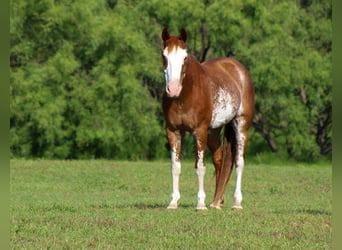American Quarter Horse, Wallach, 8 Jahre, 150 cm, Roan-Red