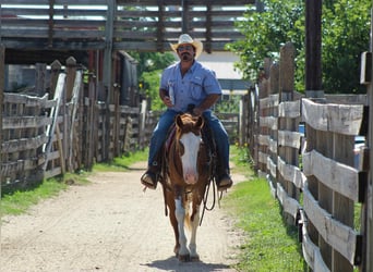 American Quarter Horse, Wallach, 8 Jahre, 150 cm, Roan-Red