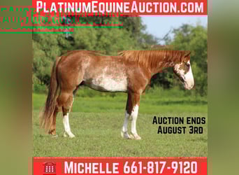 American Quarter Horse, Wallach, 8 Jahre, 150 cm, Roan-Red