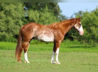 American Quarter Horse, Wallach, 8 Jahre, 150 cm, Roan-Red