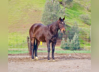 American Quarter Horse, Wallach, 8 Jahre, 150 cm, Rotbrauner