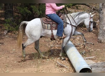 American Quarter Horse, Wallach, 8 Jahre, 150 cm, Schimmel