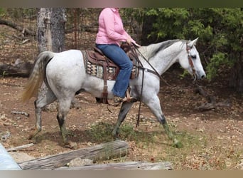 American Quarter Horse, Wallach, 8 Jahre, 150 cm, Schimmel