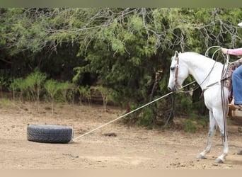 American Quarter Horse, Wallach, 8 Jahre, 150 cm, Schimmel