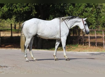 American Quarter Horse, Wallach, 8 Jahre, 150 cm, Schimmel