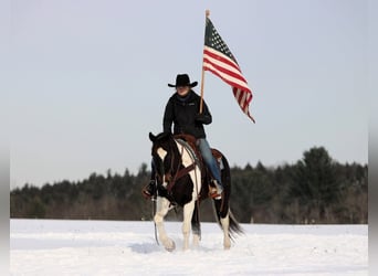 American Quarter Horse, Wallach, 8 Jahre, 150 cm, Tobiano-alle-Farben