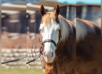 American Quarter Horse, Wallach, 8 Jahre, 150 cm