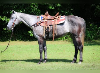 American Quarter Horse, Wallach, 8 Jahre, 152 cm, Apfelschimmel