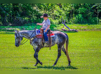 American Quarter Horse, Wallach, 8 Jahre, 152 cm, Apfelschimmel