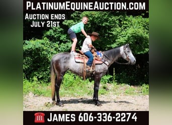 American Quarter Horse, Wallach, 8 Jahre, 152 cm, Apfelschimmel