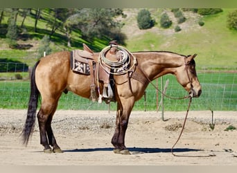 American Quarter Horse, Wallach, 8 Jahre, 152 cm, Buckskin
