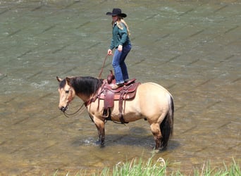 American Quarter Horse, Wallach, 8 Jahre, 152 cm, Buckskin