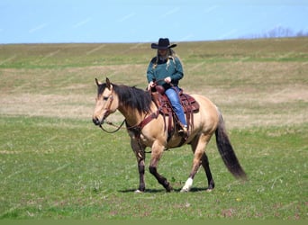 American Quarter Horse, Wallach, 8 Jahre, 152 cm, Buckskin