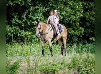 American Quarter Horse, Wallach, 8 Jahre, 152 cm, Buckskin