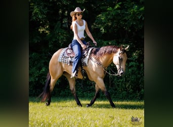American Quarter Horse, Wallach, 8 Jahre, 152 cm, Buckskin