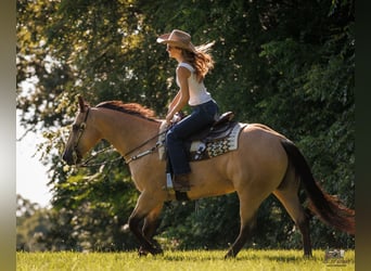 American Quarter Horse, Wallach, 8 Jahre, 152 cm, Buckskin